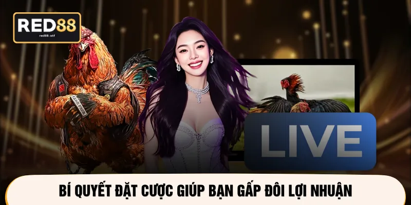 Bí quyết đặt cược giúp bạn gấp đôi lợi nhuận
