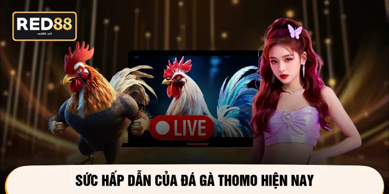 Sức hấp dẫn của đá gà Thomo hiện nay